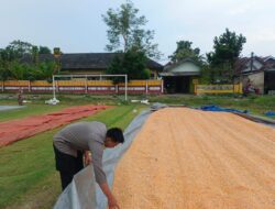 Dukung Ketahanan Pangan Nasional, Bripda Dodi Monitoring Hasil Panen Jagung di Desa Tergambang