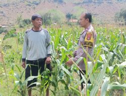 Bhabinkamtibmas Polres Bima Kota Sambangi Petani Jagung, Dukung Program Ketahanan Pangan