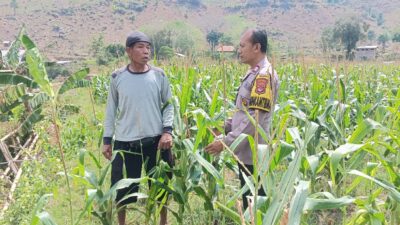 Bhabinkamtibmas Polres Bima Kota Sambangi Petani Jagung, Dukung Program Ketahanan Pangan