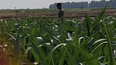 Mendukung Program Ketahanan Pangan, Bhabinkamtibmas Monitoring Pertumbuhan Jagung