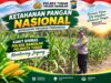 Polsek Bangilan Dukung Ketahanan Pangan Nasional melalui Monitoring Tanaman Jagung