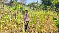 ANGGOTA POLSEK GRABAGAN SAMBANG DESA BINAAN, PANTAU LAHAN JAGUNG DAN MEMASTIKAN SISTEM IRIGASI MASIH LANCAR