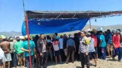 Kawal Tradisi Lokal, Polsek Alas Barat Amankan Gelaran Karapan Kerbau di Mapin Rea