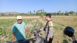 Dukung Ketahanan Pangan Nasional, Bhabinkamtibmas Desa Lekong Sambangi Petani Jagung dan Sosialisasikan Pekarangan Pangan Bergizi