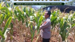 POLSEK KEREK LAKSANAKAN PEMANTAUAN TANAMAN JAGUNG DI DESA BINAAN, DEMI DUKUNG KETAHANAN PANGAN