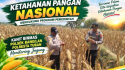 Dukung Ketahanan Pangan Nasional, Polsek Bangilan Monitoring Tanaman Jagung