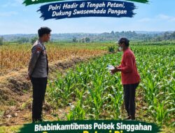Anggota Polsek Singgahan Polresta Tuban Turun Cek Tanaman jagung Warga di Desa Mulyoagung