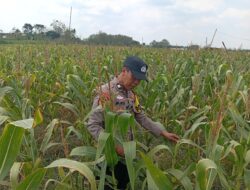 Polri Dukung Astacita, Polsek Semanding Polresta Tuban Turun Cek Tanaman jagung milik Warga di Desa Ngino
