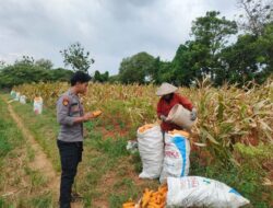 BRIPDA SHANDY MONITORING PANEN JAGUNG DI BANCAR, DUKUNG KETAHANAN PANGAN