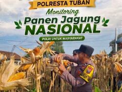 KoDukung Ketahanan Pangan Nasional, Bripda Dodi Eko Lakukan Pendampingan Panen Jagung Warga di Desa Sukoharjo