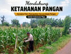 Polsek Tuban Pantau Lahan Jagung, Dukung Ketahanan Pangan Nasional