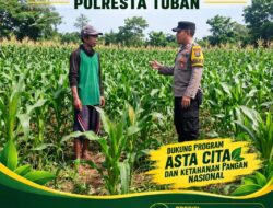 ANGGOTA POLSEK KEREK POLRESTA TUBAN PANTAU PERTUMBUHAN TANAMAN JAGUNG