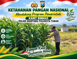 Mendukung Asta Cita Presiden Polmas Polsek Montong Polresta Tuban Pantau Kodisi Tanaman Jagung Milik Warga Desa Jetak
