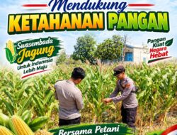 Unit Binmas Polsek Senori Polresta Tuban Memantau Tanaman Jagung Milik Warga Desa Sendang Kecamatan Senori Guna Mendukung Program Ketahanan Pangans
