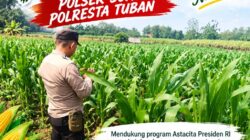 Polsek Soko Polresta Tuban Turun Langsung Cek Tanaman Jagung Warga