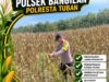 POLSEK BANGILAN DUKUNG KETAHANAN PANGAN