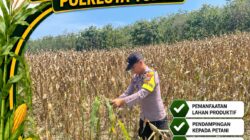 POLSEK BANGILAN DUKUNG KETAHANAN PANGAN