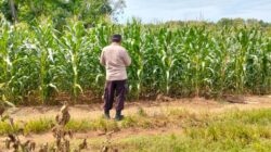 Polsek Plumpang Polresta Tuban Turun Langsung Cek Tanaman Jagung Warga