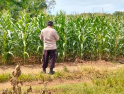 Polsek Plumpang Polresta Tuban Turun Langsung Cek Tanaman Jagung Warga