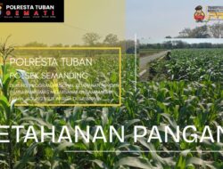 Polri Dukung Astacita, Polsek Semanding Polresta Tuban Turun Cek Tanaman jagung milik Warga di Desa Prunggahan Wetan