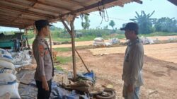 Dukung Asta Cita Presiden, Bhabinkamtibmas Polsek Tambakboyo Dampingi Petani Jagung Saat Panen dan Jemur Hasil Panen
