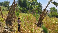 ANGGOTA POLSEK GRABAGAN SAMBANG DESA BINAAN, PANTAU LAHAN JAGUNG DAN MEMASTIKAN SISTEM IRIGASI MASIH LANCAR