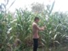 Anggota Polsek Singgahan Polresta Tuban Turun Cek Tanaman jagung Warga di Desa Mulyorejo