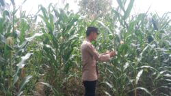 Anggota Polsek Singgahan Polresta Tuban Turun Cek Tanaman jagung Warga di Desa Mulyorejo