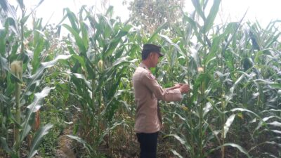 Anggota Polsek Singgahan Polresta Tuban Turun Cek Tanaman jagung Warga di Desa Mulyorejo