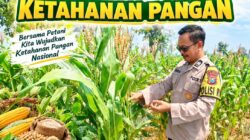 Polisi RW Polsek Senori Polresta Tuban Monitoring Tanaman Jagung Warga Desa Medalem