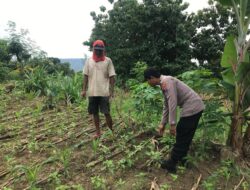 Polsek Grabagan Polresta Tuban Turun Langsung Cek Tanaman Jagung Warga