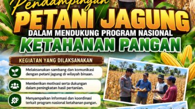 Dukung Ketahanan Pangan Nasional, Polsek Bancar Turun Ke Lahan Jagung Warga Desa Pacing