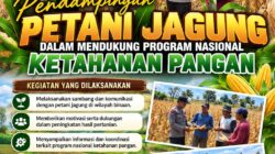 Dukung Ketahanan Pangan Nasional, Polsek Bancar Turun Ke Lahan Jagung Warga Desa Pacing