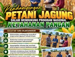 Dukung Ketahanan Pangan Nasional, Polsek Bancar Turun Ke Lahan Jagung Warga Desa Pacing
