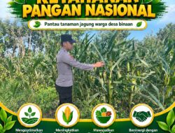 Dukung Ketahanan Pangan Nasional, Polsek Bangilan Monitoring Tanaman Jagung Warga