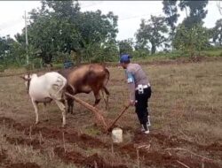 Turun Langsung ke Sawah, Polsek Tambakboyo Dukung Ketahanan Pangan Lewat Olah Lahan Bersama Petani