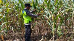 Polisi Polsek jenu Polres Tuban Turun ke Ladang, Dampingi Petani Jagung Dukung Ketahanan Pangan