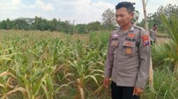 Dukung Astacita Presiden, Polsek Kenduruan Polresta Tuban Cek Perkembangan Tanaman Jagung Warga