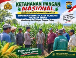 Mendukung Asta Cita Presiden bhabinkamtibmas Polsek Montong Polresta Tuban Pantau Kodisi Tanaman Jagung Milik Warga Desa pakel