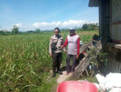 Dukung Ketahanan Pangan Nasional, Bhabinkamtibmas Desa Poto Sambangi Lahan Pertanian Warga