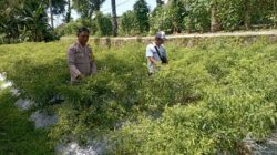 Bhabinkamtibmas Desa Kesik Cek Lahan Ketahanan Pangan Bergizi, Dorong Produktivitas Warga