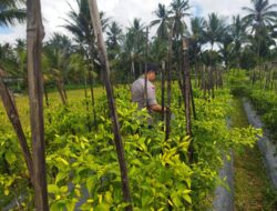 Bhabinkamtibmas Desa Lendang Nangka Cek Lahan Cabai, Dukung Program Ketahanan Pangan Bergizi