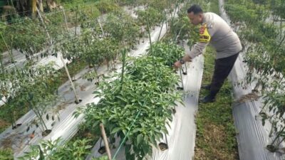 Bhabinkamtibmas Desa Masbagik Selatan Lakukan Pengecekan Lahan Ketahanan Pangan