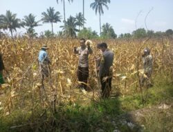 Dukung Ketahanan Pangan, Personel Polsek Montong Gading Cek Lahan Jagung Milik Petani