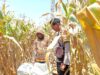 Dukung Ketahanan Pangan Nasional, Bhabinkamtibmas Desa Batu Bangka Sambangi Petani yang Sedang Panen Jagung
