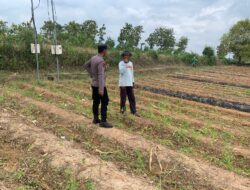 Dukung Asta Cita Presiden, Polsek Tambakboyo Aktif Dampingi Petani Manfaatkan Lahan Pekarangan