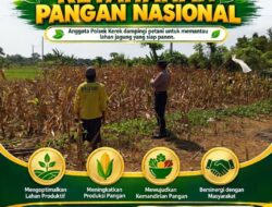 ANGGOTA POLSEK KEREK DAMPINGI PETANI PANTAU LAHAN JAGUNG SIAP PANEN, WUJUDKAN KETAHANAN PANGAN NASIONAL