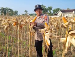 Dukung Program Ketahanan Pangan Nasional, Anggota Polsek Bancar Turun Ke Lahan Panen Jagung Bersama Warga Cingklung