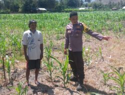 Dukung Ketahanan Pangan Nasional, Bhabinkamtibmas Desa Buin Baru Tinjau Langsung Perawatan Tanaman Jagung di Uma Ramena