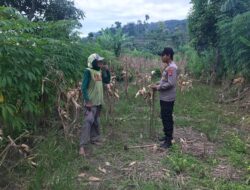 Polsek Grabagan Polresta Tuban Turun Langsung Cek Tanaman Jagung Warga